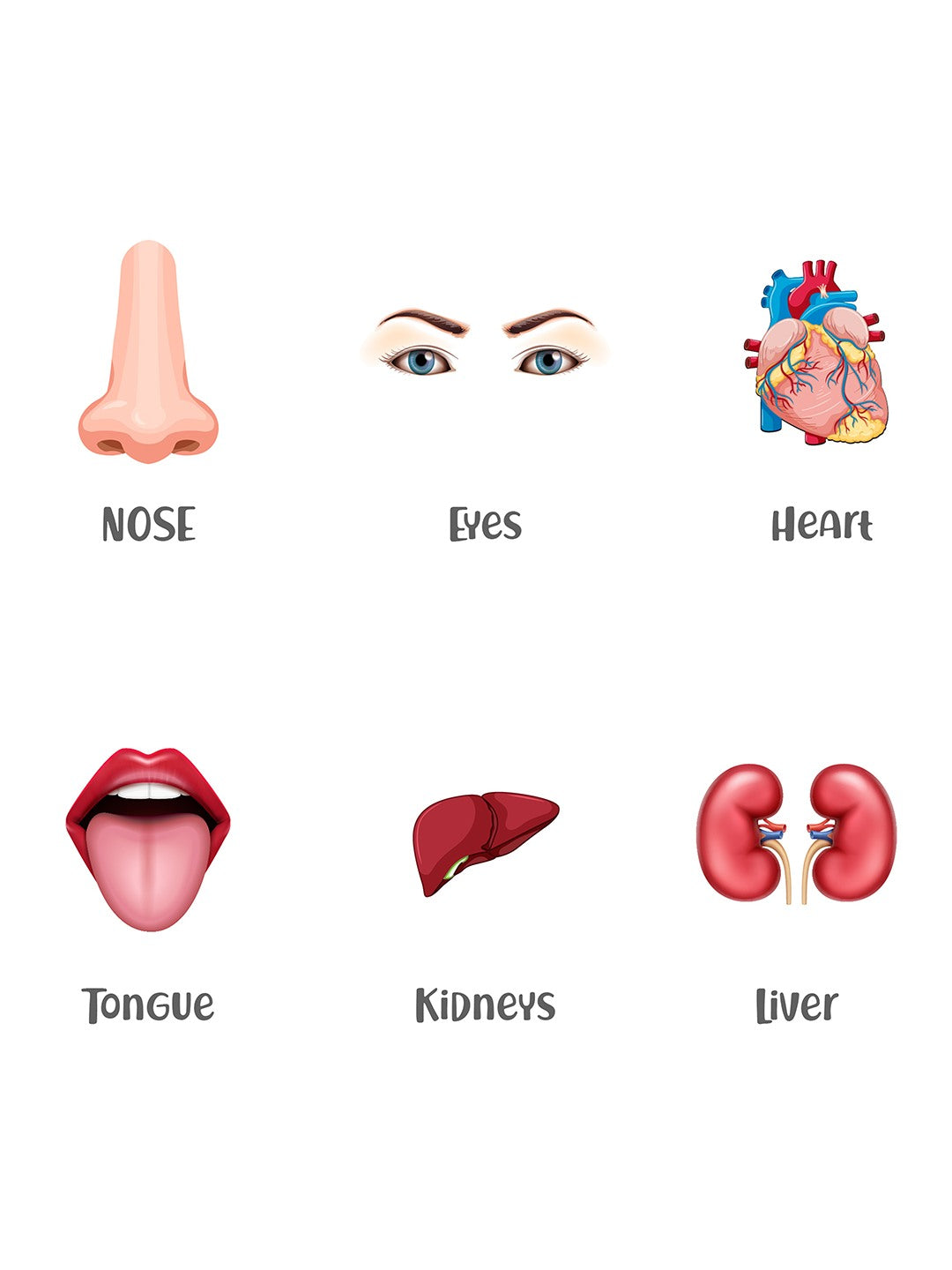 Body Parts Flash Cards