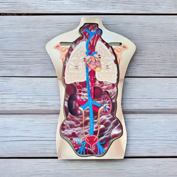 Human Body Anatomy
