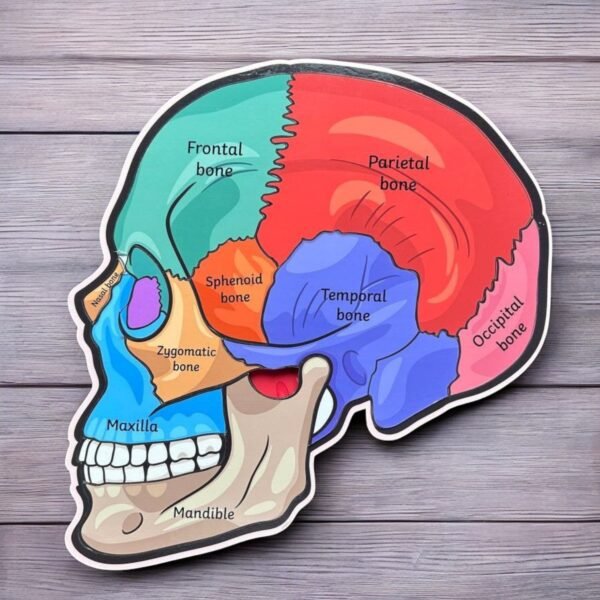 Human Skull Anatomy